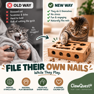 ClawQuest™ - The enrichment toy that helps take care of sharp claws.