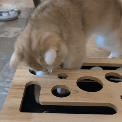 ClawQuest™ - The enrichment toy that helps take care of sharp claws.
